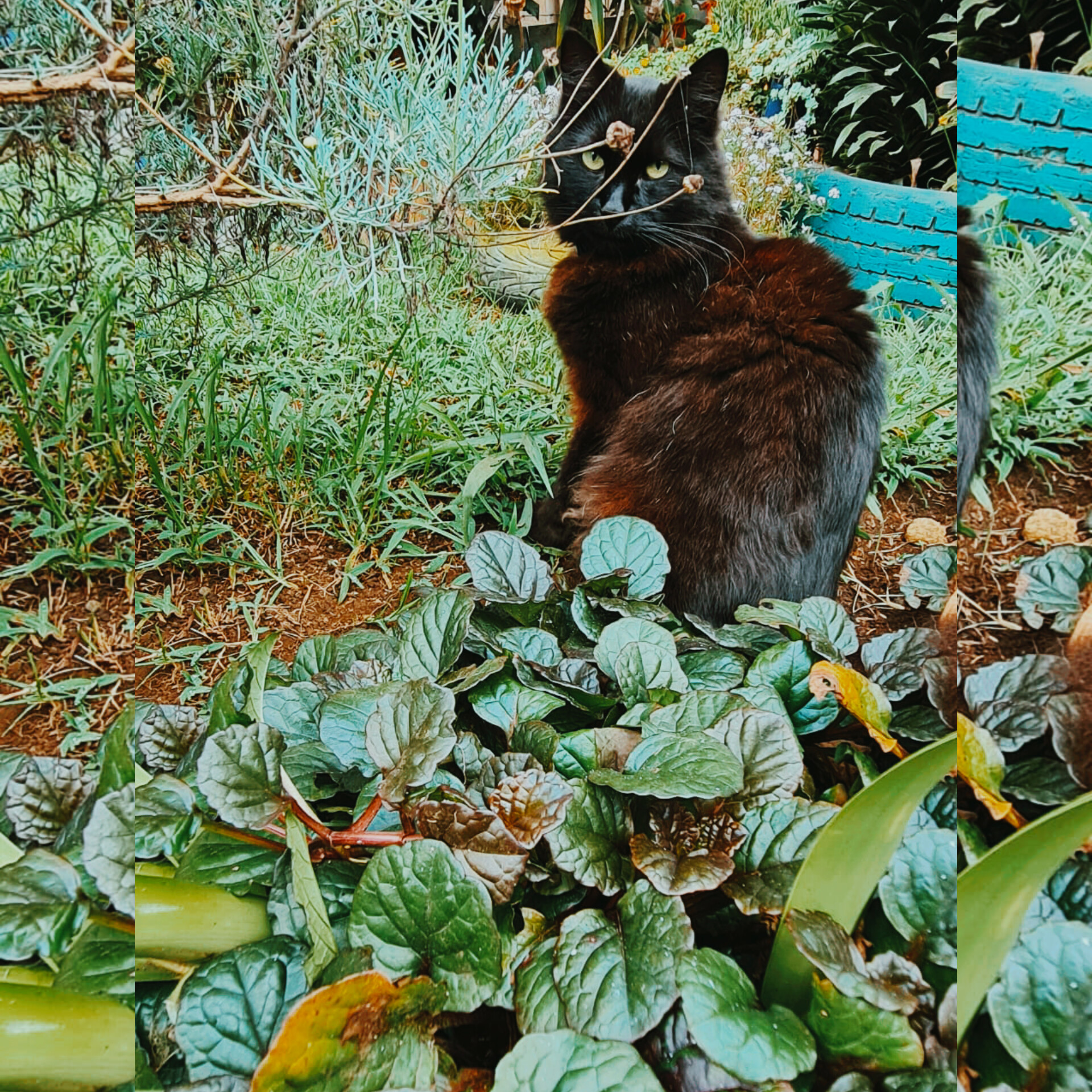 a black cat sitting in a backyard, his face is covered with some leaves
